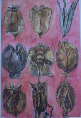 Variations on a Seed Pod