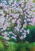 The Garden's Magnificent Magnolia